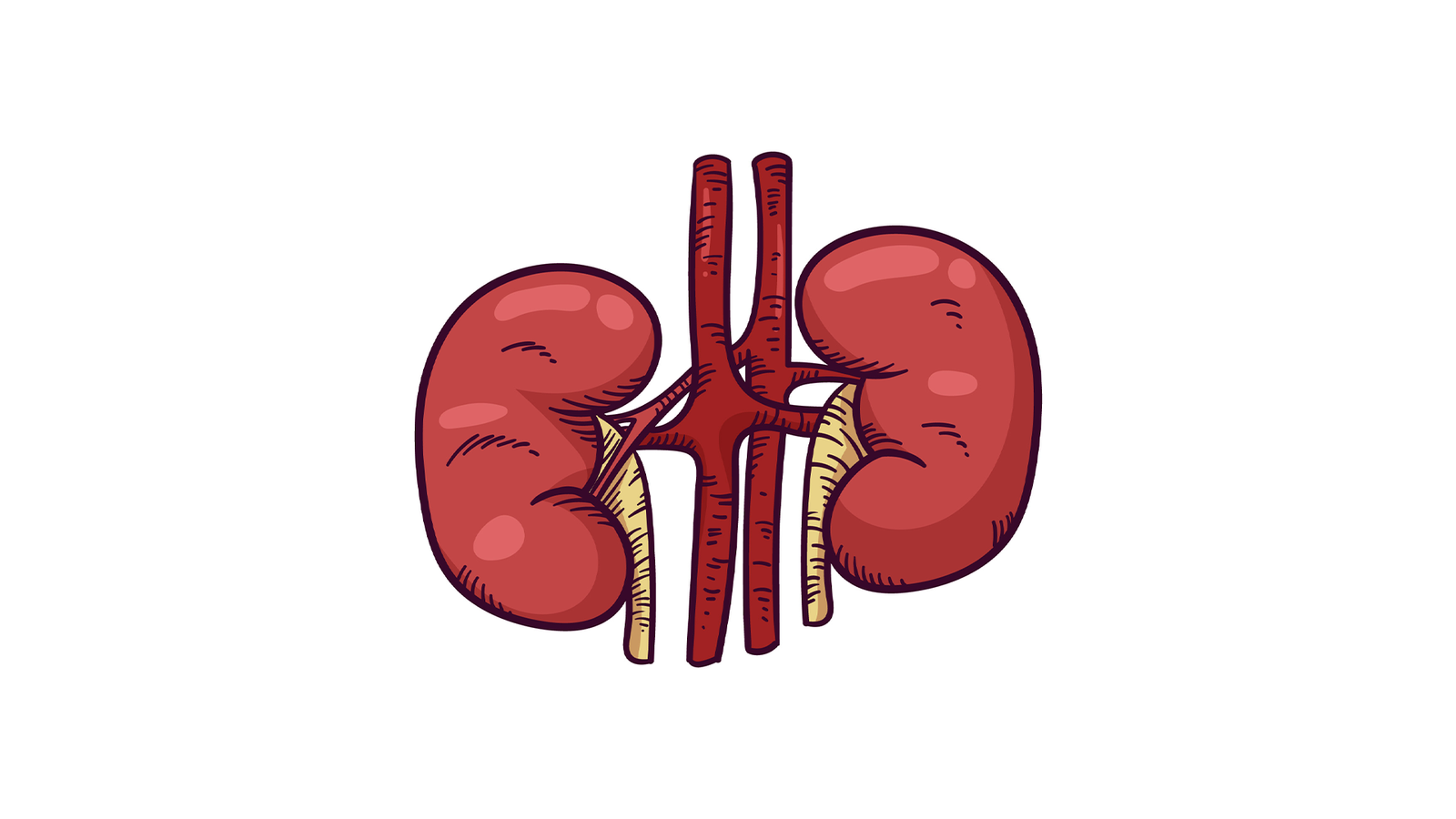 Kidney Stones vector image